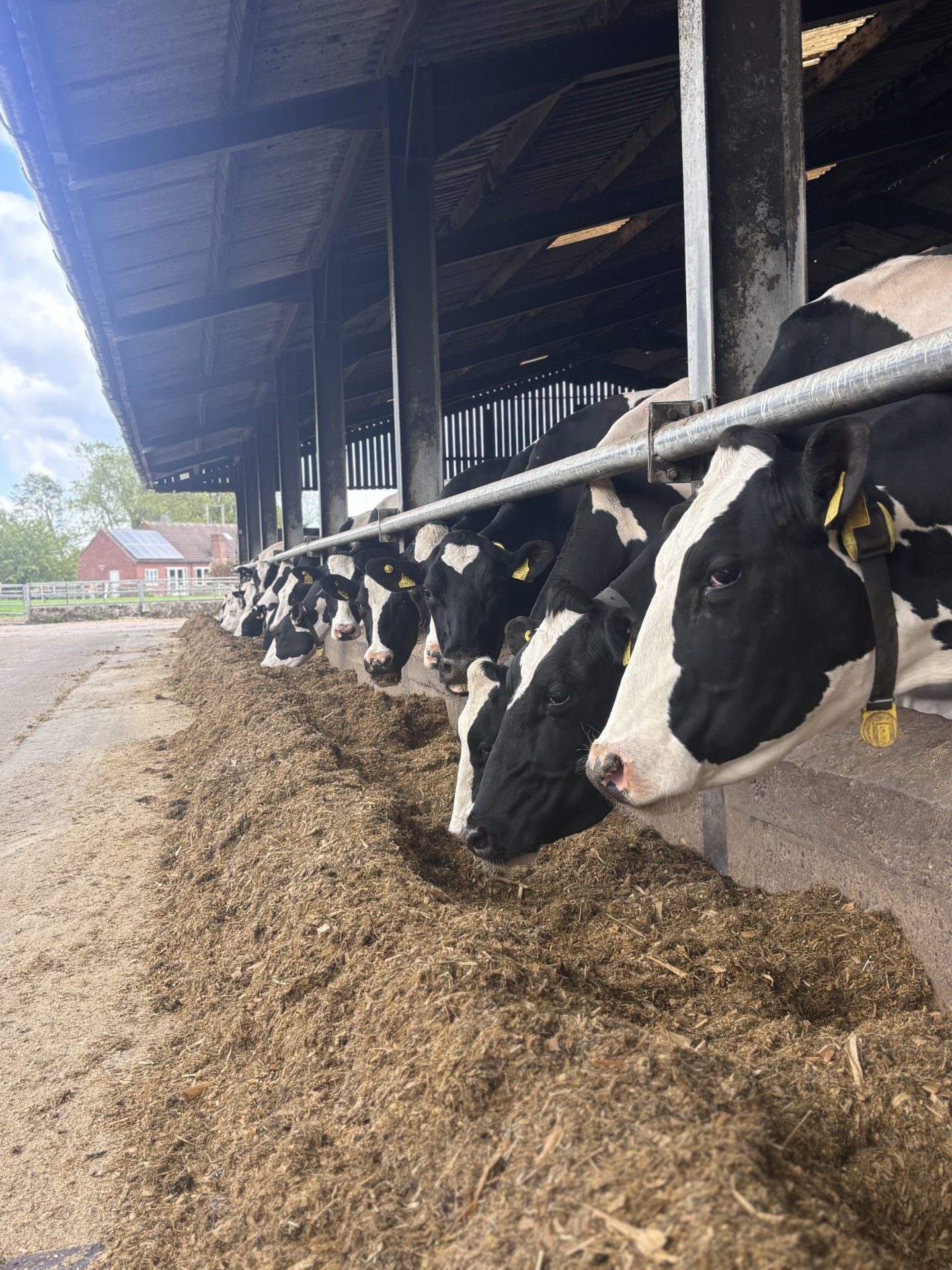 Holstein dairy cows feeding on silage along a covered barn feed passage